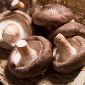 Cogumelo Shitake