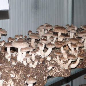 Blocos Axénicos Shitake