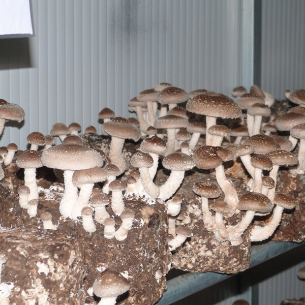 Blocos Axénicos Shitake